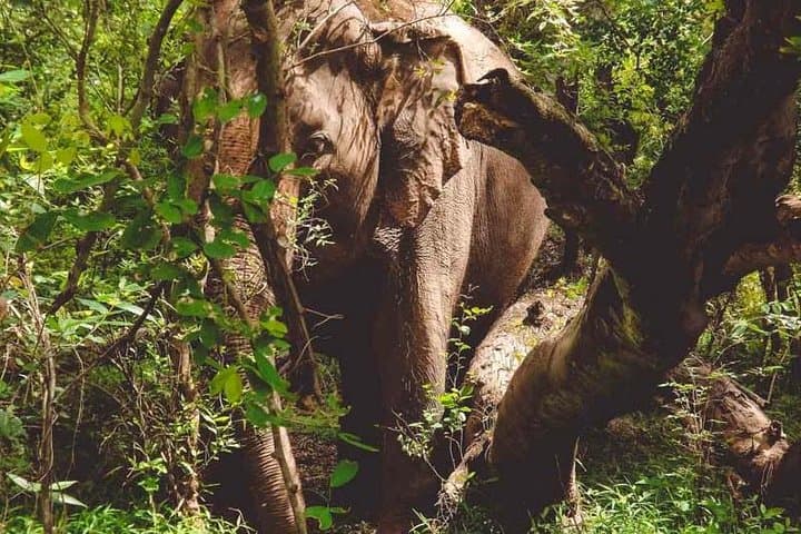 Erawan Waterfall & Elephant Care: Private Day Tour from Bangkok to Kanchanaburi photo 4