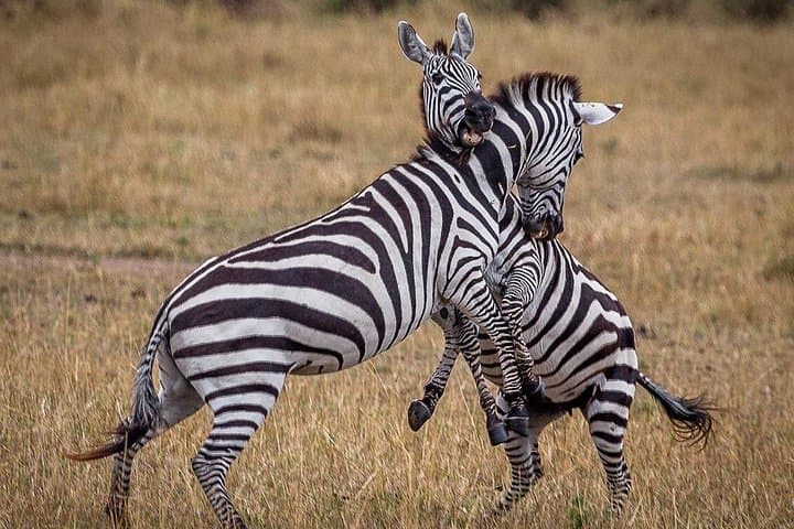 3-Day Serengeti Safari: Classic 2-Night Wildlife Adventure from Arusha photo 1