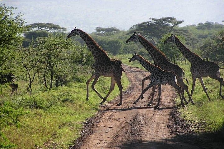 Explore Arusha National Park: Day Safari to Ngurdoto Crater & Momella Lakes photo 3