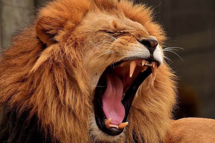 4-Day Budget Camping Safari to Ngorongoro, Serengeti & Tarangire from Arusha photo 1