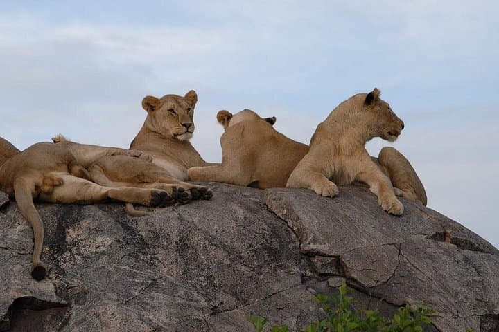 4-Day Budget Camping Safari to Ngorongoro, Serengeti & Tarangire from Arusha photo 3