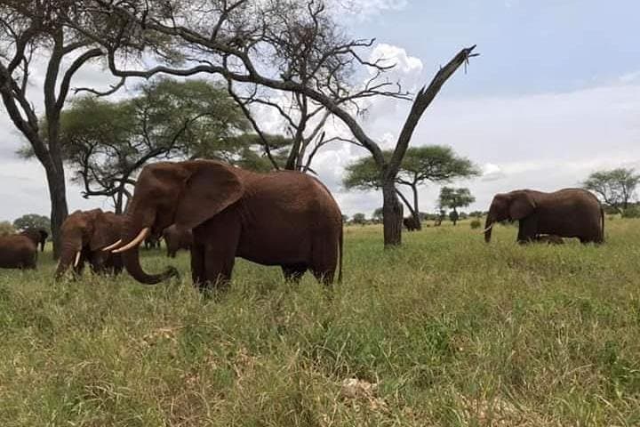 6-Day Big Five Tanzania Safari — Tarangire, Serengeti & Ngorongoro photo 5