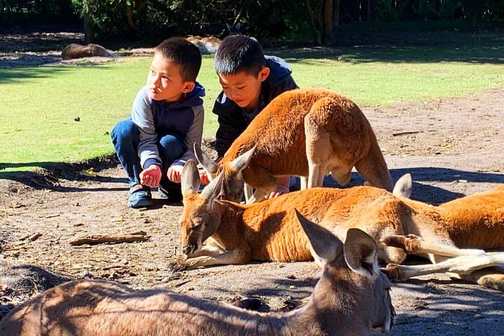 Perth Kids Explorer: Private Family Day Tours Around the Swan River & Hills photo 2