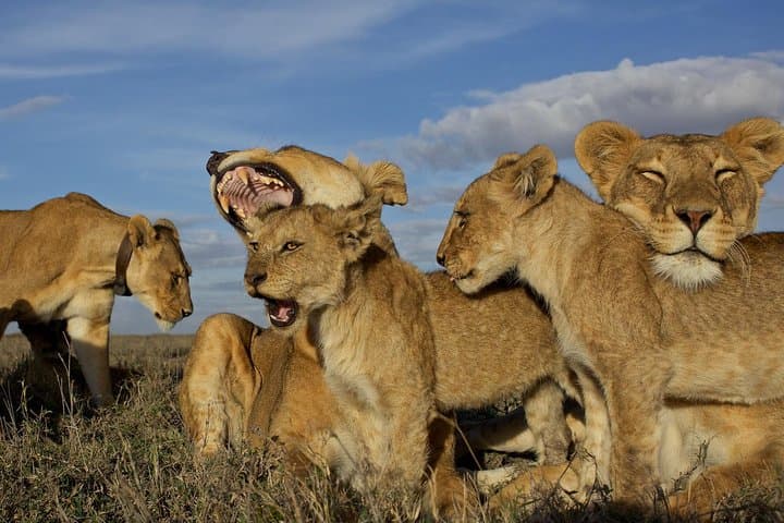 Classic Luxury 11-Day Private-Group Tanzania Safari: Northern Circuit Highlights photo 3