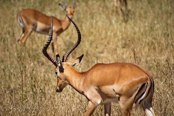 Tarangire National Park Day Safari — Elephants, Flamingo Plains & Big Five Viewing photo 1