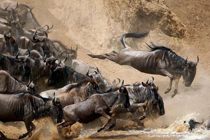 Explore Arusha National Park: Day Safari to Ngurdoto Crater & Momella Lakes photo 4