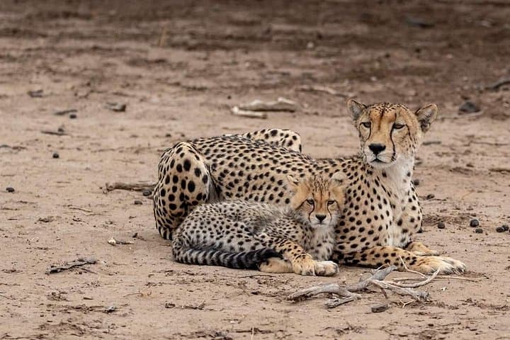 3-Day Serengeti Safari: Classic 2-Night Wildlife Adventure from Arusha photo 2