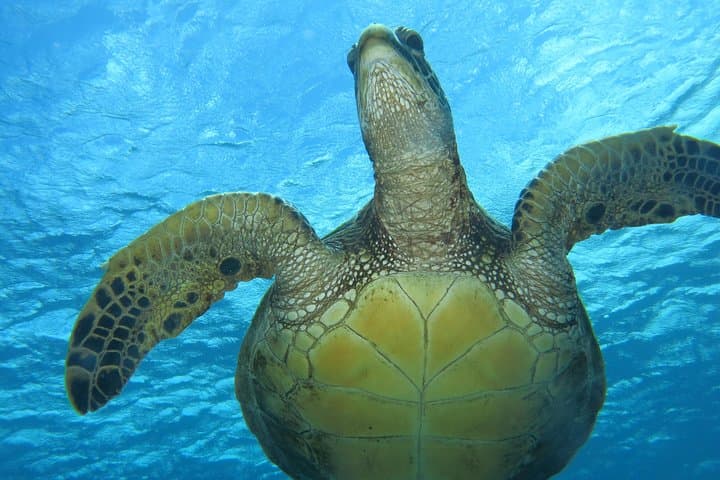 Lahaina Turtle & Shark Scuba Dive — Certified Shore Dive with Gear Included photo 3