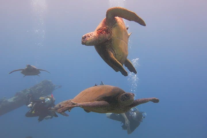 Lahaina Turtle & Shark Scuba Dive — Certified Shore Dive with Gear Included photo 4