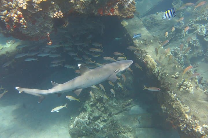 Lahaina Turtle & Shark Scuba Dive — Certified Shore Dive with Gear Included photo 2