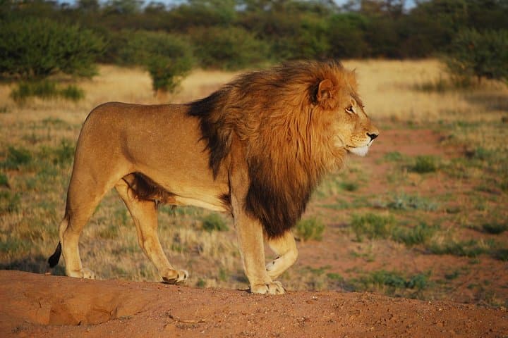 Morning Safari at Nairobi National Park and Giraffe Centre Visit: A Day of Wildlife Adventure Near Nairobi photo 4