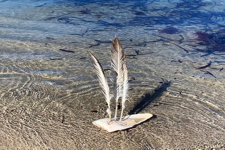 Perth Kids Explorer: Private Family Day Tours Around the Swan River & Hills photo 4