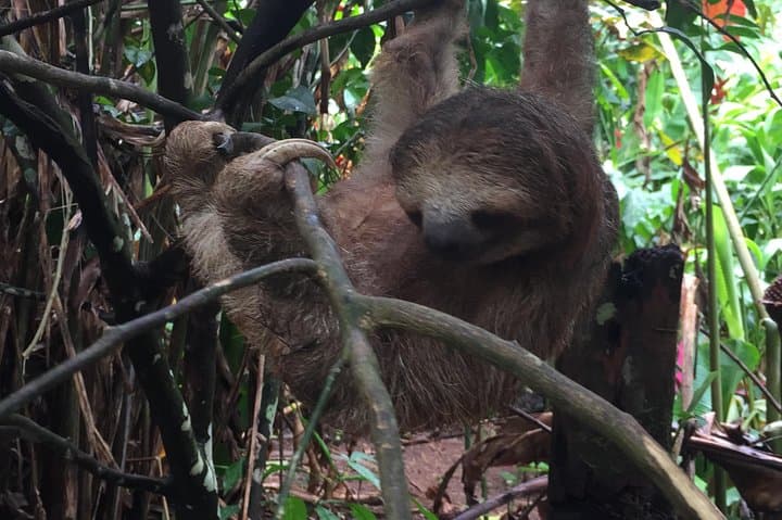 Bijagua Tenorio Hanging Bridges & Private Sloth Encounter — Day Tour photo 4