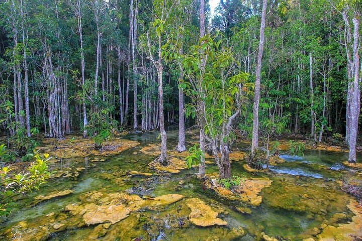Krabi Outback Explorer: Emerald Pool, Wareerak Hot Spring & Tiger Cave photo 3