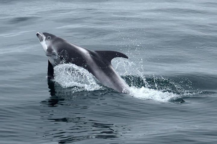 Cape Town to Hermanus Full-Day Whale Watching Tour with Optional Boat Trip photo 6