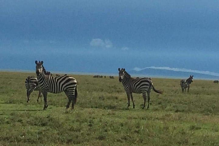 3-Day Tarangire, Ngorongoro & Lake Manyara Safari — Elephants, Crater Wildlife & Flamingos photo 5