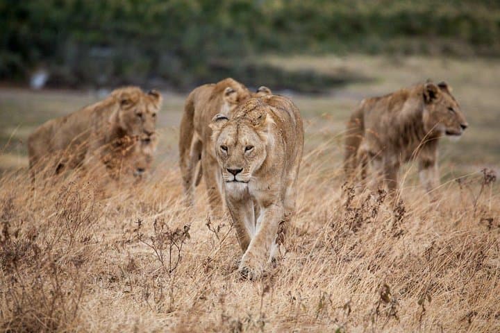 Classic Luxury 11-Day Private-Group Tanzania Safari: Northern Circuit Highlights photo 6