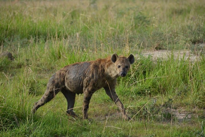Explore Lake Mburo National Park: Two-Day Game Drives, Birding & Boat Safari photo 2