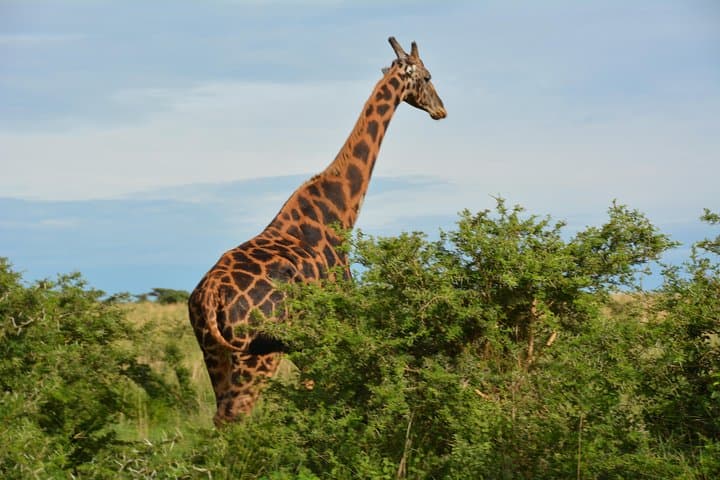 Explore Lake Mburo National Park: Two-Day Game Drives, Birding & Boat Safari photo 3