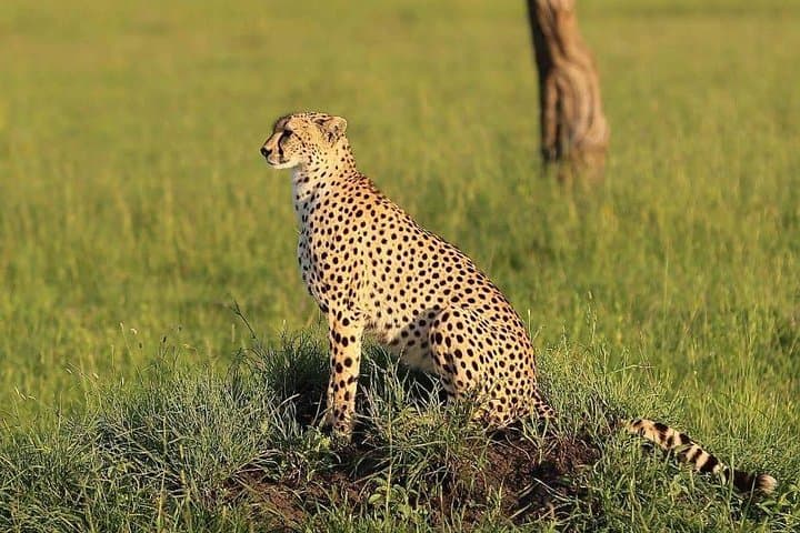 3-Day Tarangire, Ngorongoro & Lake Manyara Safari — Elephants, Crater Wildlife & Flamingos