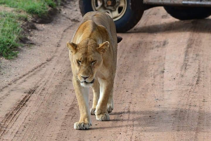 3-Day Tarangire, Ngorongoro & Lake Manyara Safari — Elephants, Crater Wildlife & Flamingos photo 2