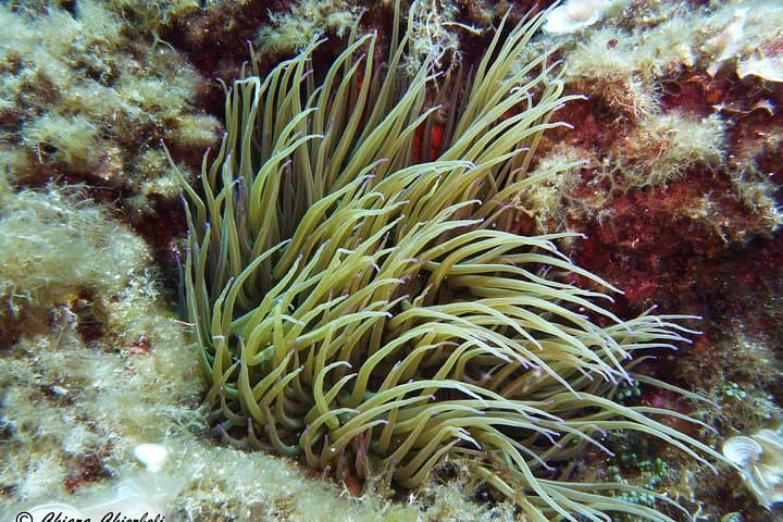 Open Water Diver Course at Capo Carbonara — Learn to Scuba in Sardinia photo 2