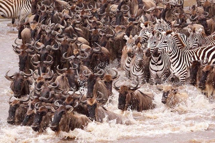 11-Day Northern Tanzania Safari: Serengeti, Ngorongoro & Kilimanjaro Gateway