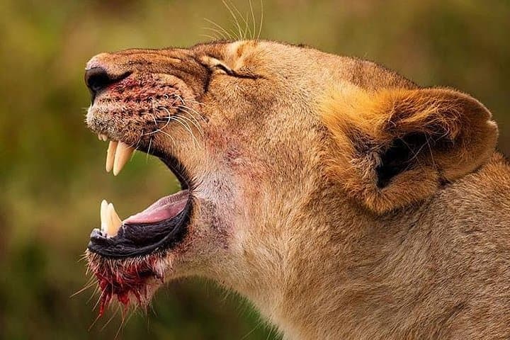 6-Day Tanzania Camping Safari: Serengeti, Ngorongoro & Tarangire Game Drives photo 5
