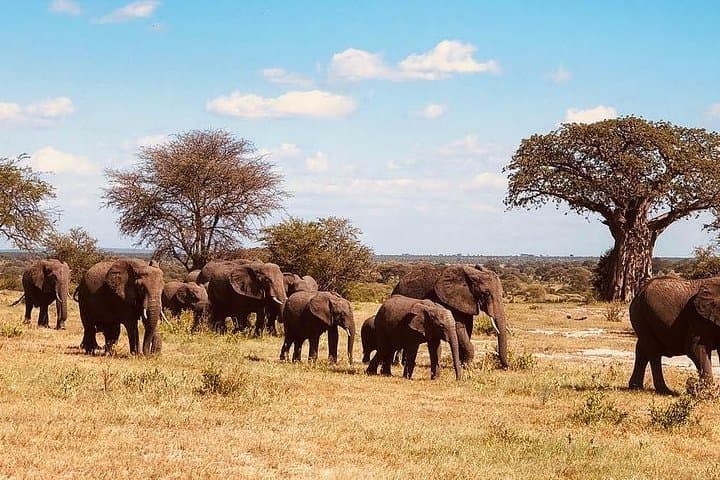 6-Day Tanzania Camping Safari: Serengeti, Ngorongoro & Tarangire Game Drives photo 3