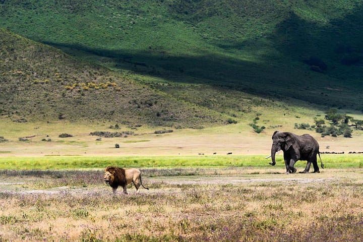 5-Day Lodge Safari from Arusha — Lake Manyara & Northern Tanzania Wildlife