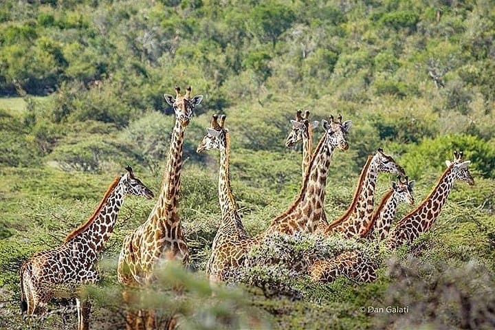 6-Day Lodge Safaris: Tarangire, Serengeti & Ngorongoro Wildlife Circuit