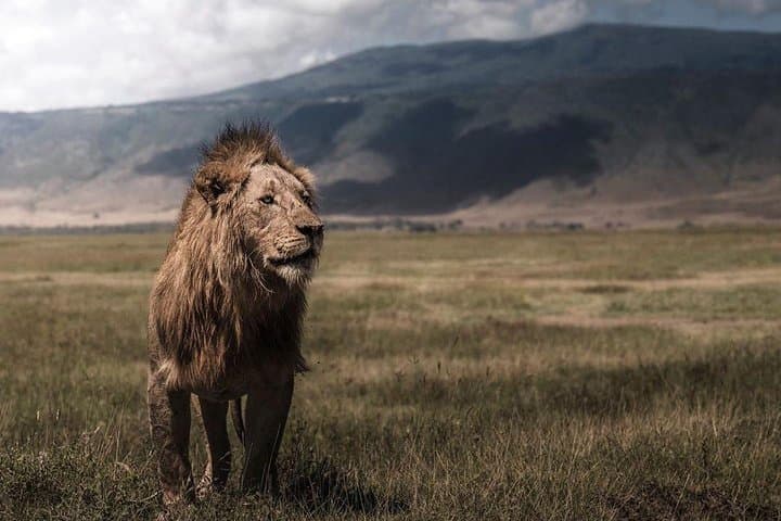 6-Day Lodge Safaris: Tarangire, Serengeti & Ngorongoro Wildlife Circuit photo 4