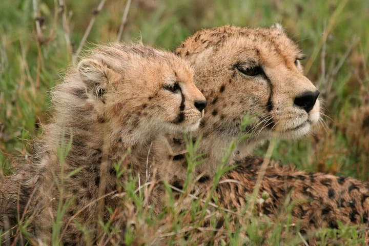 Ngorongoro Crater Safari: Full-Day Conservation Area Tour from Arusha photo 4