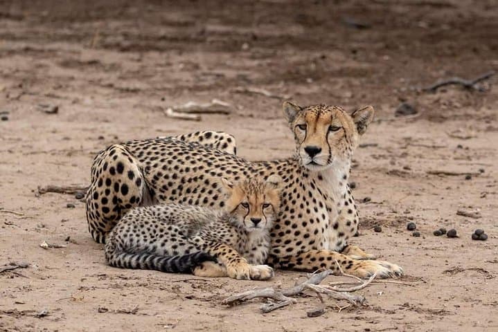 5-Day Tanzania Safari: Lake Manyara, Serengeti & Ngorongoro Expedition