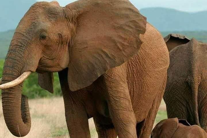 5-Day Tanzania Safari: Lake Manyara, Serengeti & Ngorongoro Expedition photo 2