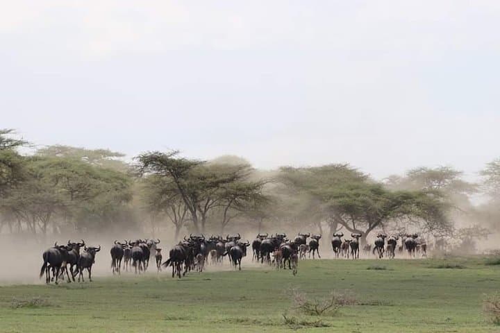 5-Day Tanzania Safari: Lake Manyara, Serengeti & Ngorongoro Expedition photo 4