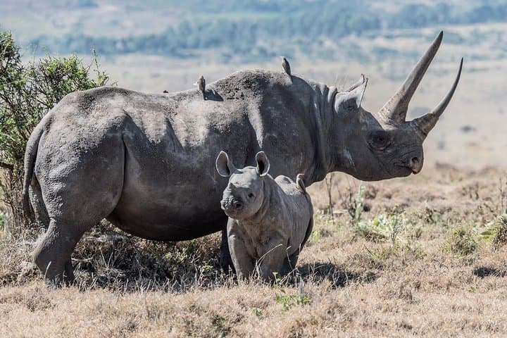 5-Day Tanzania Safari: Lake Manyara, Serengeti & Ngorongoro Expedition photo 5