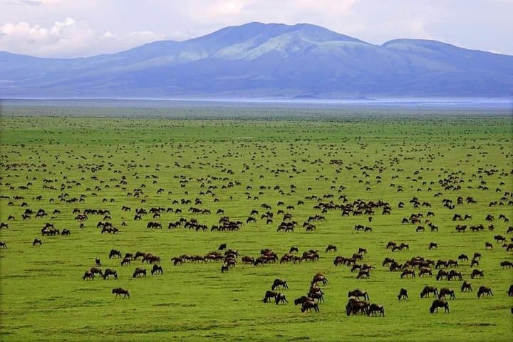 4-Day Serengeti Safari: Tarangire, Ngorongoro & Seronera Game Drives photo 3
