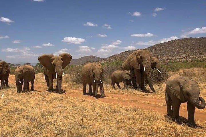 4-Day Serengeti Safari: Tarangire, Ngorongoro & Seronera Game Drives photo 4