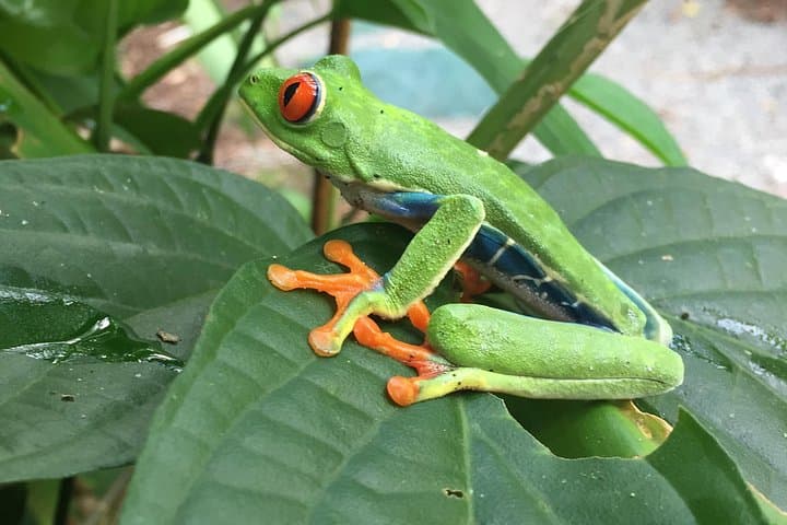 Private Rainforest, Waterfall & Chocolate Tour Near Liberia, Costa Rica photo 4