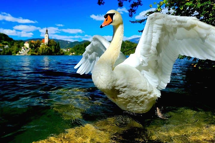Lake Bled Half-Day Excursion from Ljubljana — Castle Views, Pletna Ride & Kremšnita photo 4
