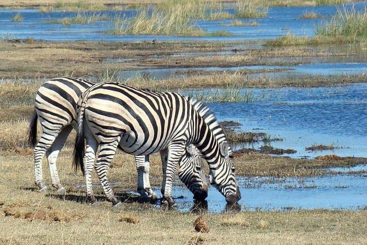 2-Day Safari: Tarangire & Ngorongoro Crater Midrange Lodge Wildlife Weekend photo 2