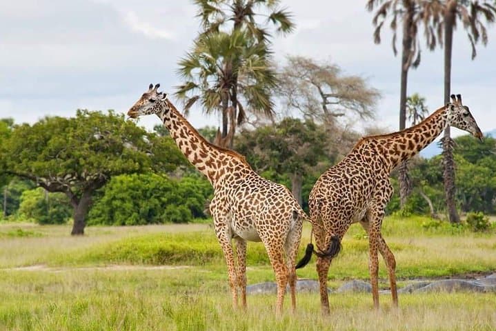 Budget 6-Day Mid-Range Tanzania Safari: Tarangire, Serengeti & Ngorongoro photo 2