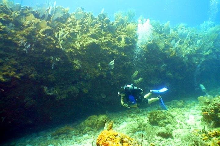 Two-Tank Roatán Shore Dive, Island Lunch & Local Transport photo 4