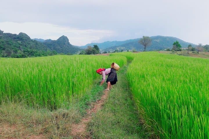 Kalaw Hill-Tribe Trek: 2–3 Day Guided Walk Through Pine Forests and Rice Fields photo 4