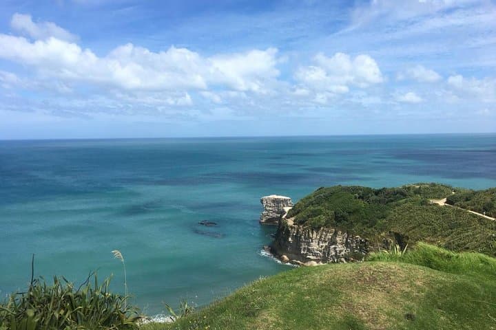 West Coast Muriwai Gannet Colony & Rainforest Day Tour from Auckland photo 4