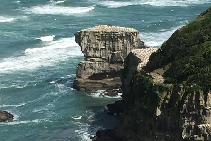 West Coast Muriwai Gannet Colony & Rainforest Day Tour from Auckland photo 3