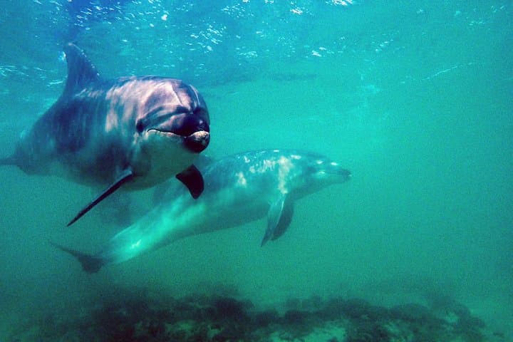 SSI Advanced Adventurer Course: 5 Specialty Dives in Auckland’s Hauraki Gulf photo 3