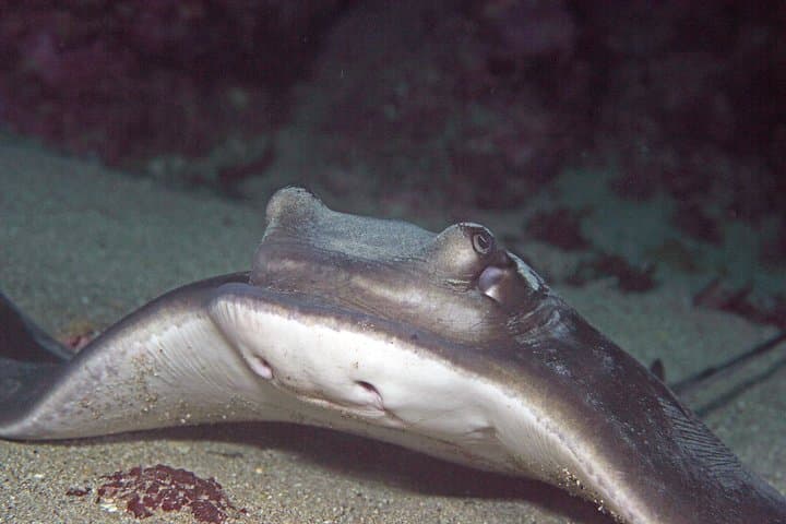 SSI Advanced Adventurer Course: 5 Specialty Dives in Auckland’s Hauraki Gulf photo 4