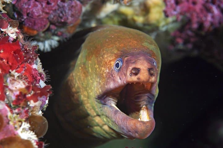SSI Advanced Adventurer Course: 5 Specialty Dives in Auckland’s Hauraki Gulf photo 5